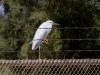 Snowy Egret