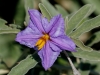 Silverleaf Nightshade