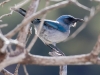 Woodhouse's Scrub-Jay