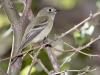 Cordilleran Flycatcher