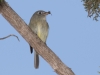 Cordilleran Flycatcher