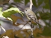 Ruby-crowned Kinglet