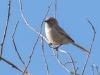 Bushtit