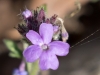 Dakota Mock Vervain