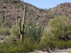 Saguaro and Ocotillo