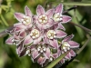 Narrowleaf Climbing Milkweed