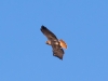 Red-tailed Hawk