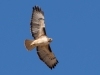 Red-tailed Hawk