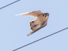 American Kestrel