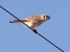 American Kestrel