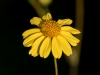 Brittlebush