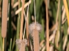 Cattail