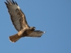 Red-tailed Hawk