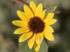 Common Sunflower