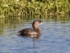 Pied-billed Grebe