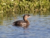 Pied-billed Grebe