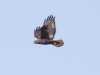 Ferruginous Hawk