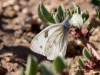 Checkered White