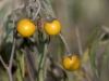 Silverleaf Nightshade