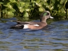 American Wigeon