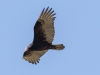 Turkey Vulture