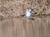 Belted Kingfisher