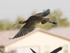 White-faced Ibis