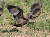 White-faced Ibis