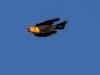 Yellow-headed Blackbird