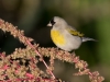 Lawrence's Goldfinch