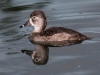 Ring-necked Duck