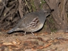 Gambel's Quail