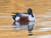 Northern Shoveler