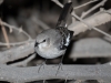 Northern Mockingbird