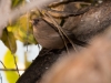 Abert's Towhee