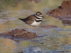 Killdeer