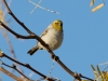 Verdin