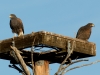 Harris's Hawk