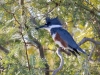 Belted Kingfisher