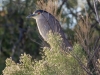 Black-crowned Night Heron