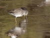 Long-billed Dowitcher