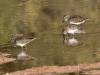 Least Sandpipers