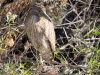 Black-crowned Night Heron