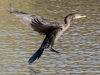 Double-crested Cormorant