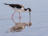 Black-necked Stilt