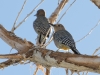 Gila Woodpecker