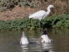 Snowy Egret