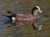 American Wigeon