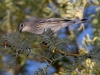 Yellow-rumped Warbler