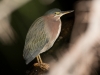 Green Heron